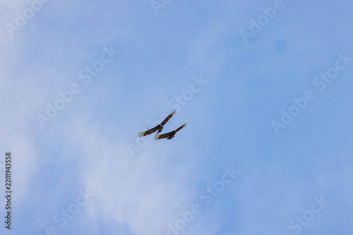 Two large birds soar through a clear blue sky.