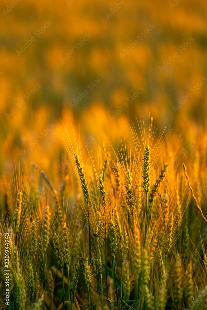 Obraz premium Wheat spike rises at sunset. Wheat spike holds fine awn. Backlit wheat spike forms silhouette. Golden wheat spike fills frame.