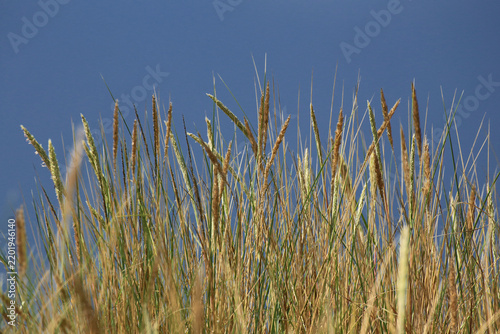 Dune grass closeup against deep blue sky