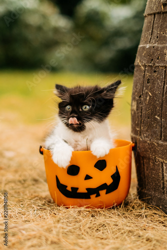 Cute black and white kitten sitting inside orange pumpkin bucket near wooden barrel outdoors for halloween holiday concept.