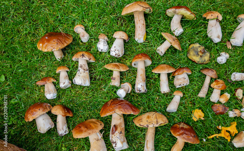 Freshly picked porcini mushrooms and chanterelles laid out on green grass