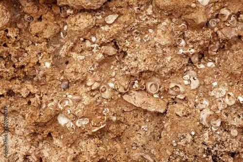 Cuadro en lienzo Close-up of shell fragments embedded in weathered sedimentary rock