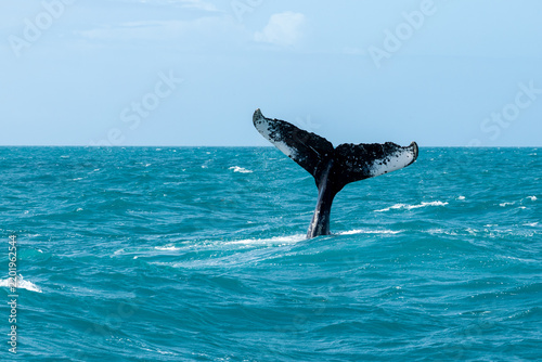 Photography Humpback whale shows its tail while swimming in the ocean near a tropical coast