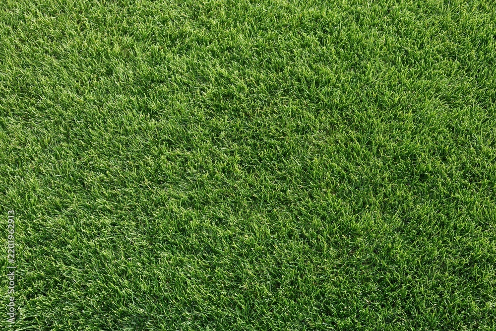 Obraz premium The Grass Closeup Showcases A Vibrant Green Carpet Of Blades In Sunlight