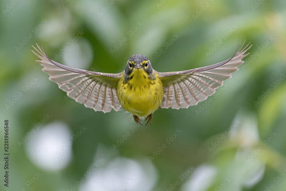 Obraz premium The Yellow-Breasted Hummingbird in Flight Over Lush Green Foliage Backdrop