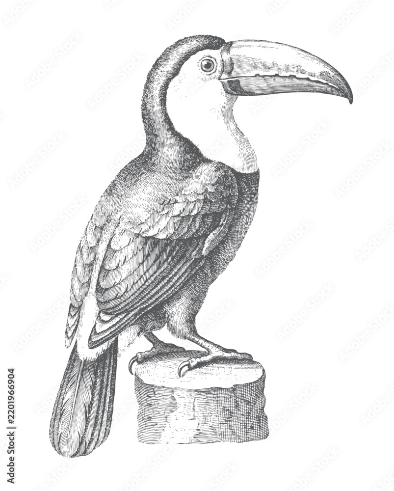 Obraz premium Black and white toucan illustration with detailed ink lines, vintage engraving style, and a perched tropical bird on a wooden stump. 