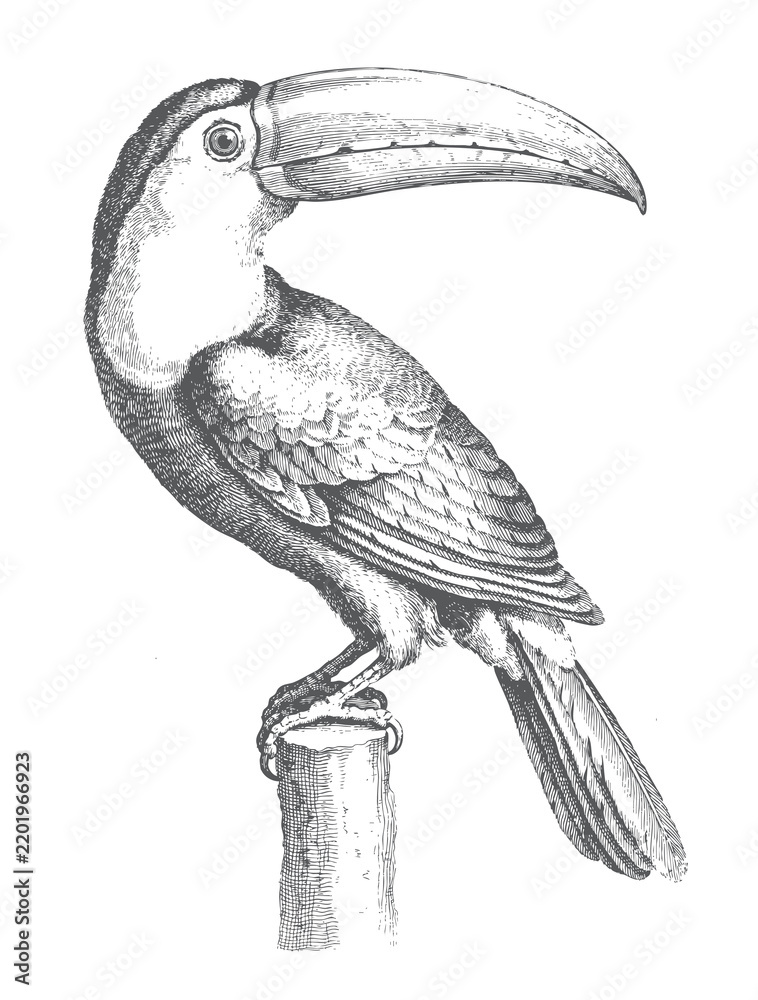 Obraz premium Black and white toucan illustration with detailed ink lines, vintage engraving style, and a perched tropical bird on a wooden stump. 