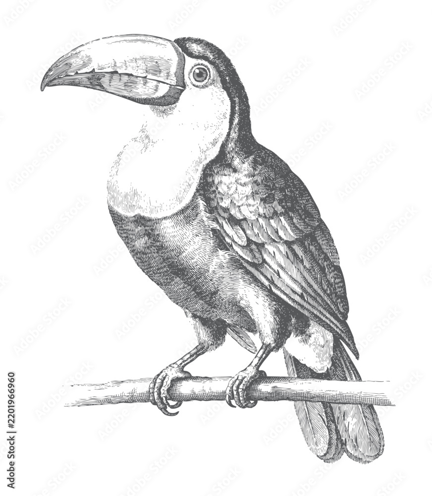Fototapeta premium Vintage toucan illustration perched on a branch with detailed black and white line art. 