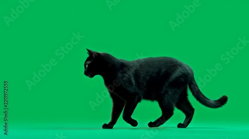 domestic pet cat walking with a green screen background