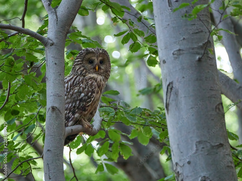 Obraz premium Puszczyk Uralski w Beskidzie Małym. Strix uralensis, Ural Owl