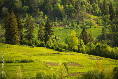 Green mountain meadows surrounded by forest