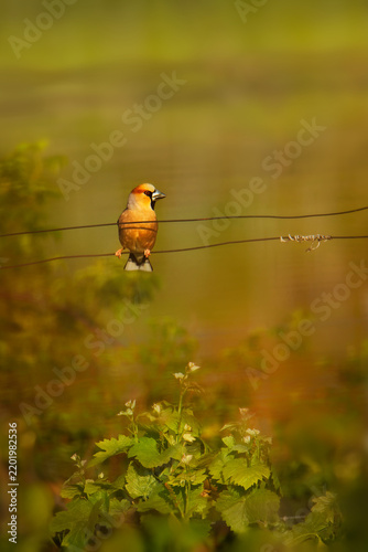 Fotografie Hawfinch, Coccothraustes coccothraustes, perched on wire fence in golden evening