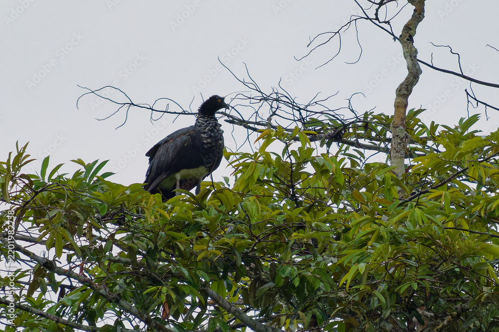 Fototapeta premium Horned Screamer Anhima cornuta perched high in tree canopy showing unique forehead horn spike, black and white speckled plumage, Amazon rainforest wetland species, unusual prehistoric looking bird
