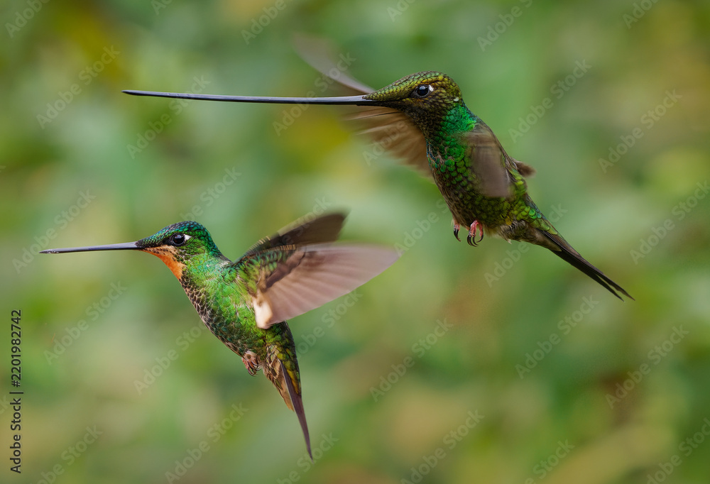 Fototapeta premium Sword-billed Hummingbird Ensifera ensifera two birds hovering mid-flight, world's longest bill relative to body size, iridescent green feathers, Andes cloud forest Ecuador, wildlife action shot