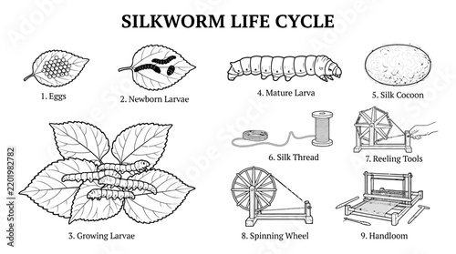 Fotografie Very beautiful black and white realistic flat vector botanical set showing silkw