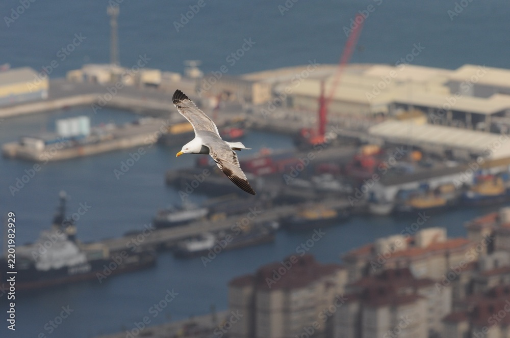 Fototapeta premium Mediterranean gull Ichthyaetus melanocephalus soaring in flight over industrial harbor, grey wings and black wingtips, cranes and cargo ships below, coastal port city, European seabird in urban skies