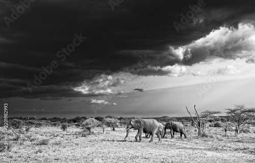 Принти на полотні African bush elephant Loxodonta africana herd walking under dramatic storm cloud