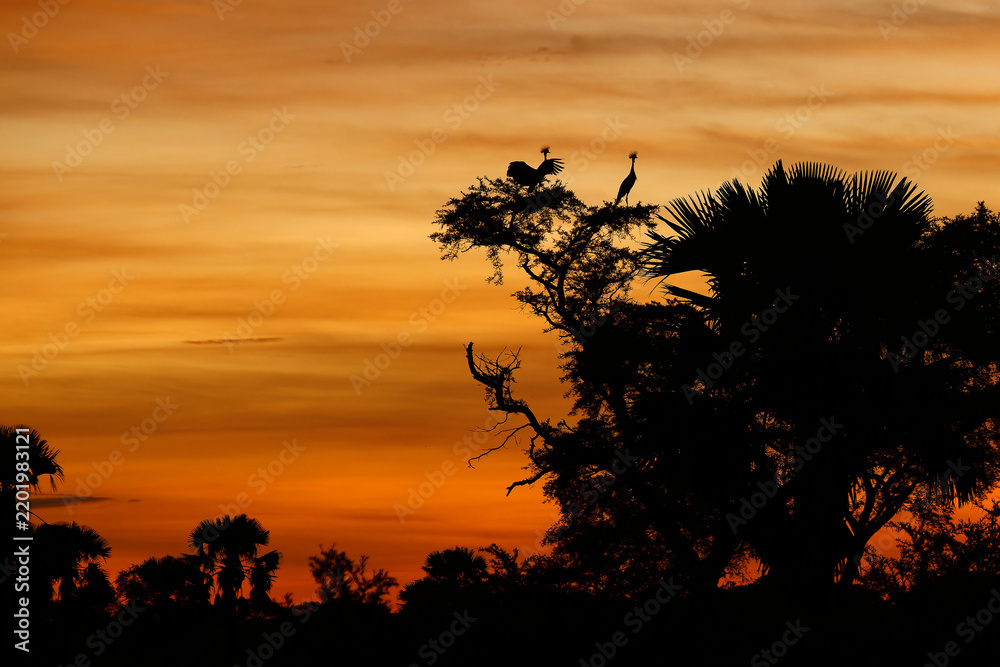 Fototapeta premium Grey Crowned Cranes Balearica regulorum perched in acacia treetop at fiery African sunset, Murchison Falls National Park, Uganda, national bird silhouette, safari wildlife travel photography