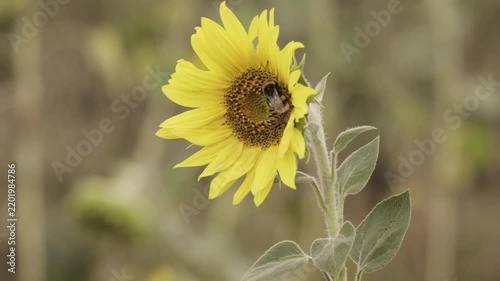 Blooming yellow sunflower head in agricultural field with green leaves, single flowering plant close up outdoors in summer sunlight