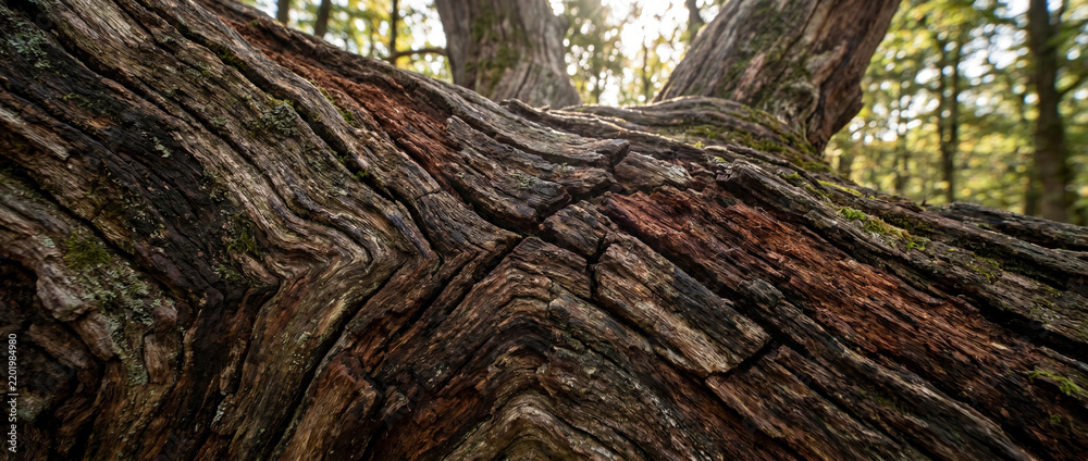 Obraz premium Bark Texture on an Old Tree Trunk with Moss in a Sunny Forest