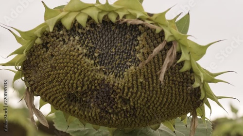 Ripening sunflower head with shedding yellow florets close up, raw seeds texture on agricultural farm field outdoors