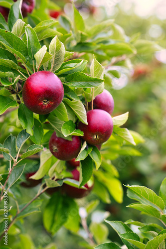 Red apples in an apple orchard, ready to be harvested.