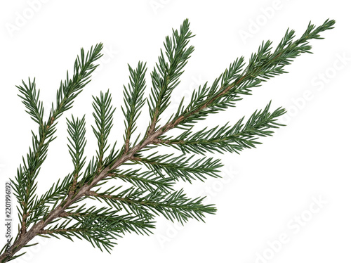 Green spruce branch foliage isolated on transparent background for holiday winter design projects.
