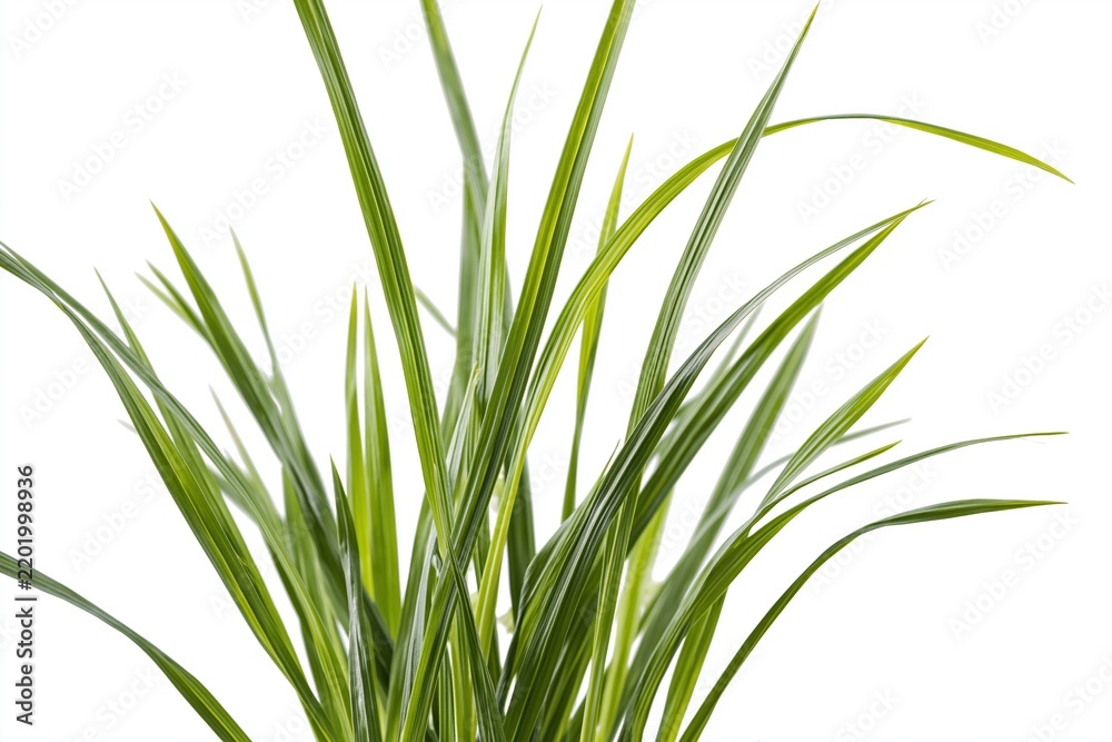 Obraz premium The Variegated Indoor Dracaena Plant with Long Narrow Leaves in White Studio Lighting