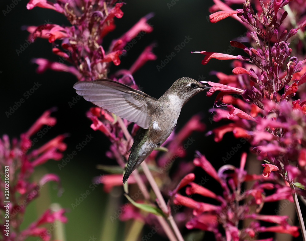 Fototapeta premium hummingbird on flower