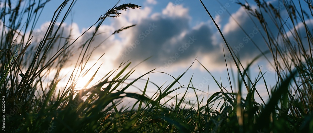 Obraz premium Low-angle view through tall grass toward a sunlit sky with scattered clouds over a meadow