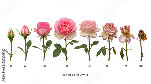 The life cycle of a pink rose, from bud to full bloom and wilting. Each stage is numbered for clarity, showing the natural process of growth and decay.