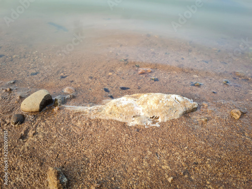 фотографія Dead fish along the edge of reservoir where water level have receded due to prolonged drought