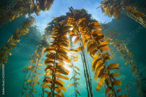 Tall stipes of giant kelp rise towards a brilliant sun in clear turquoise water like trees in a submerged forest