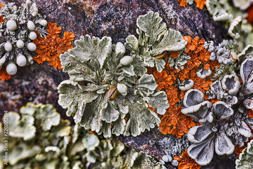 Fotografie Vivid orange and pale sage lichens crowd together in frilled rosettes across a w