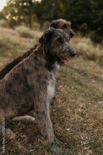 Wolfhound big grey dog 