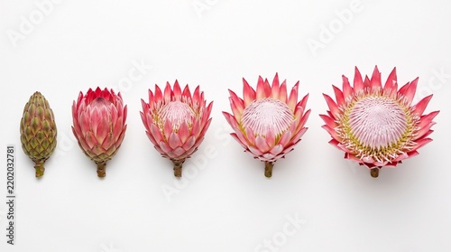 Five stages of king protea flower blooming on white background