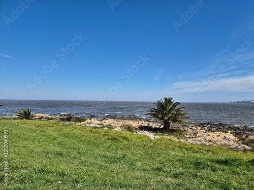 Bild auf Leinwand Open green lawn with palm tree and rocky shoreline overlooking the Rio de la Plata in Montevideo, Uruguay