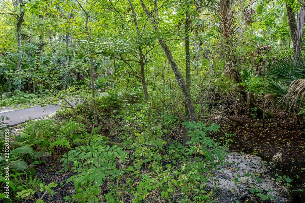 Fototapeta premium Spring Hammock Preserve, Florida