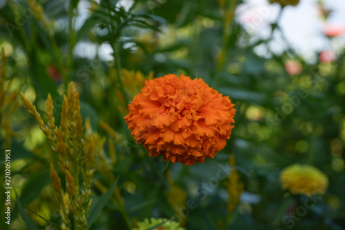 Bright orange marigold flower among yellow celosia flowers. Growing in an outdoor flower garden.