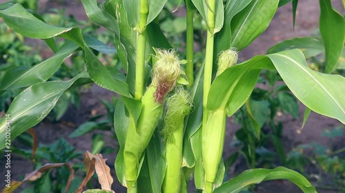 This video showcases developing corn stalks in a field setting. It illustrates the growth process of this staple crop.