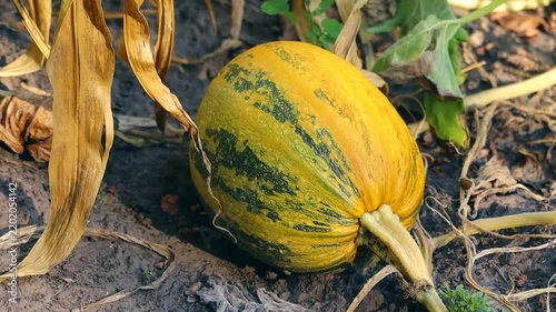 A ripe pumpkin sits amongst dried leaves and plants in an outdoor setting. This stock footage captures the beauty of autumn crops.
