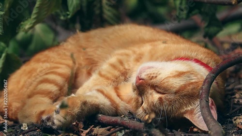 A ginger cat peacefully sleeps amongst lush greenery, showcasing serenity. This footage evokes tranquility and relaxation for commercial use.