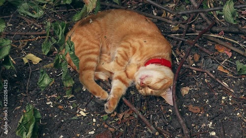 A ginger tabby sleeps peacefully on the ground surrounded by leaves and branches. The feline remains relaxed with its red collar visible.