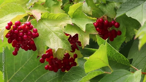 A cluster of ripe red berries grows on a vibrant green plant. This footage showcases natural beauty and seasonal change.