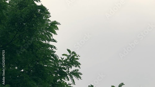 This video showcases a tree branch against a cloudy sky. The footage offers a tranquil natural aesthetic.