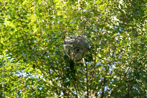 Large paper hornet nest high in a tree.