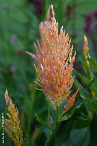 Beautiful, unique, shimmer celosia flowers blooming in an outdoor garden.