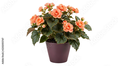 Peach Flowering Plant in a Purple Pot