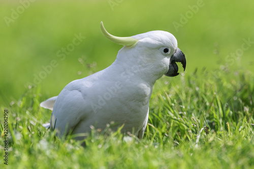 Cockatoo Feeding on the Grass in Winter