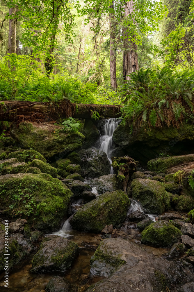 Fototapeta premium Trillium Falls Cascades Over Rocks in Redwood National Park